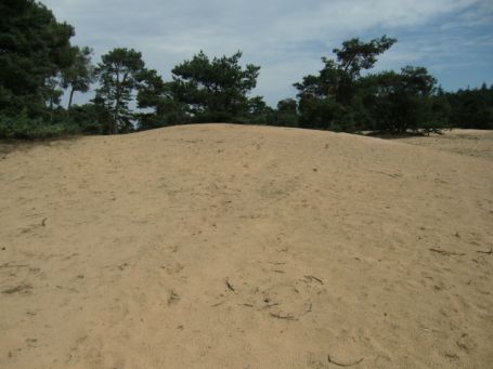 Bergen-Well NL : Maasdünen, Bosserheide, Flugsand-Landschaft